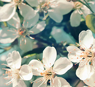 <span style="font-weight: bold;">Bouquet “Smile”</span><br>